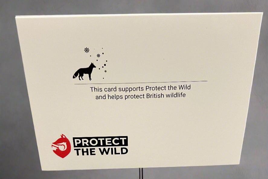 Fox Xmas Card Pack (10 cards)