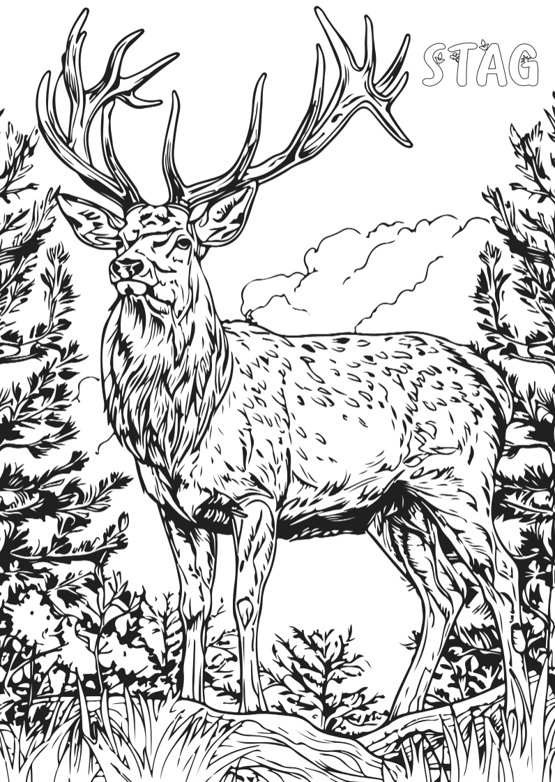 Wildlife Colour-in Poster Set (Pack of 5)