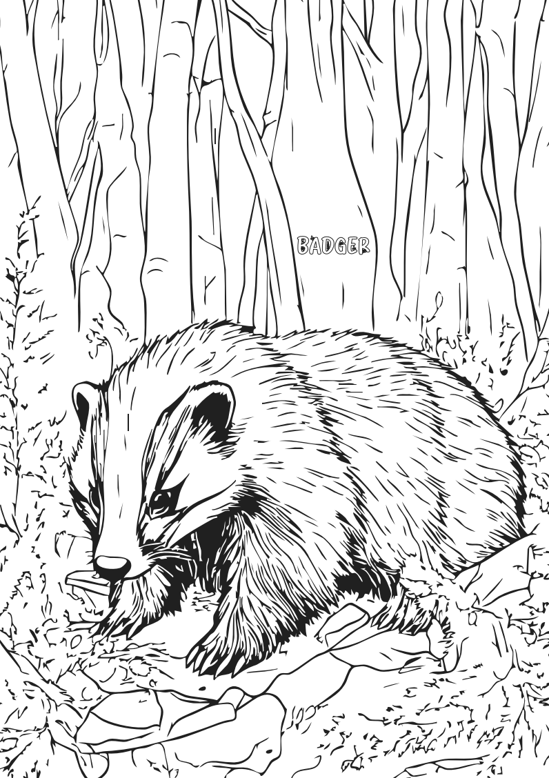 Wildlife Colour-in Poster Set (Pack of 5)