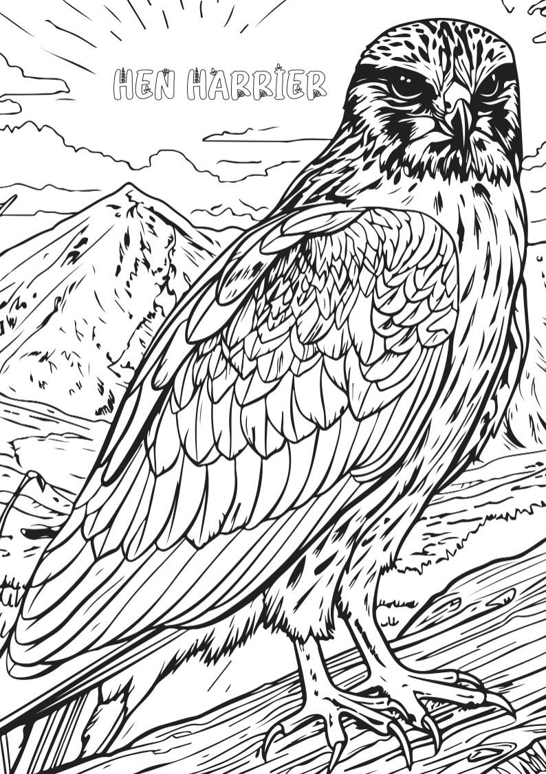Wildlife Colour-in Poster Set (Pack of 5)
