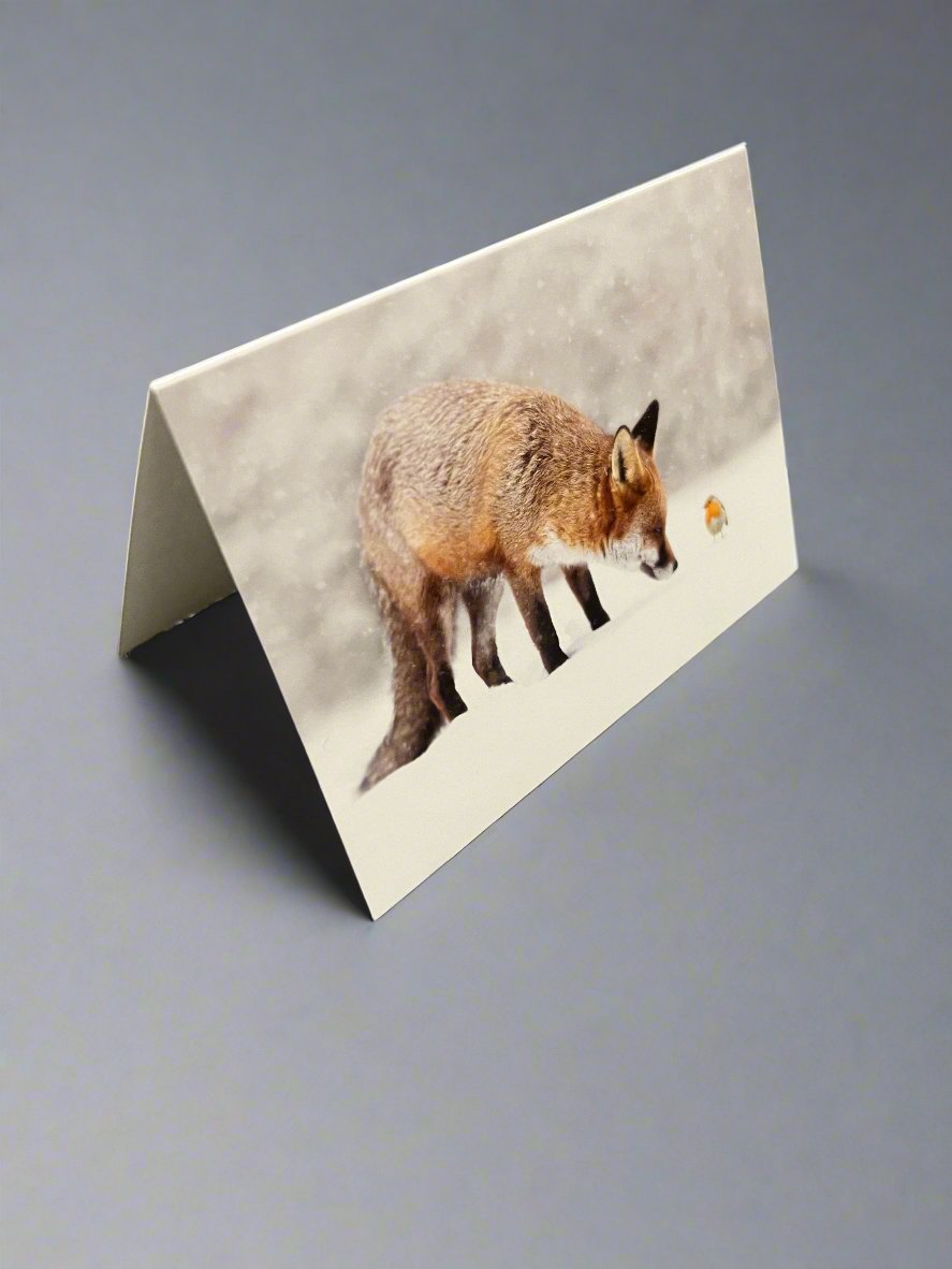 Fox Xmas Card Pack (10 cards)