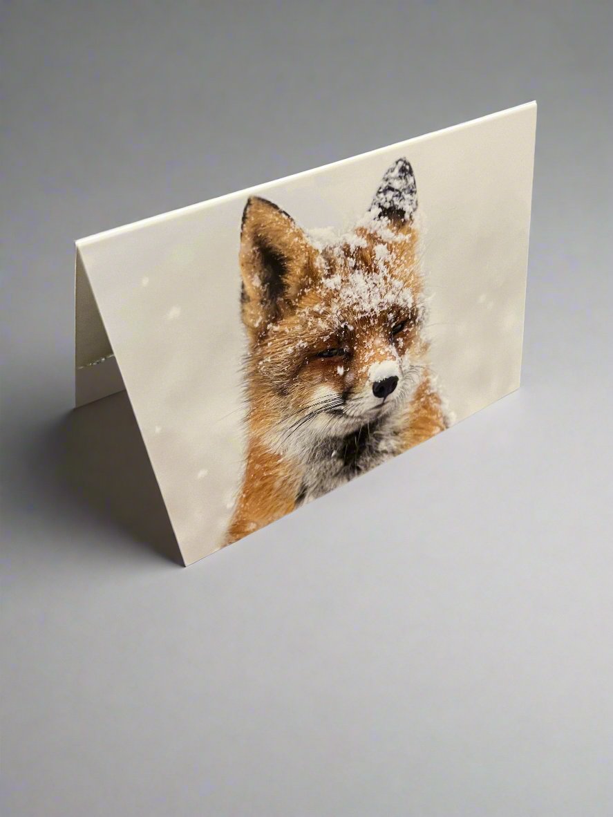 Fox Xmas Card Pack (10 cards)