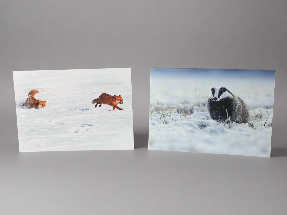 Wildlife Xmas Card Pack (10 cards)