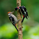 British Wildlife Photo Card Pack