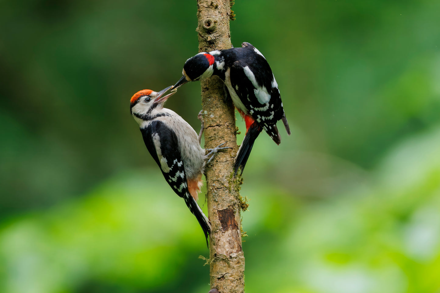 British Wildlife Photo Card Pack
