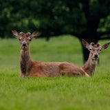 British Wildlife Photo Card Pack