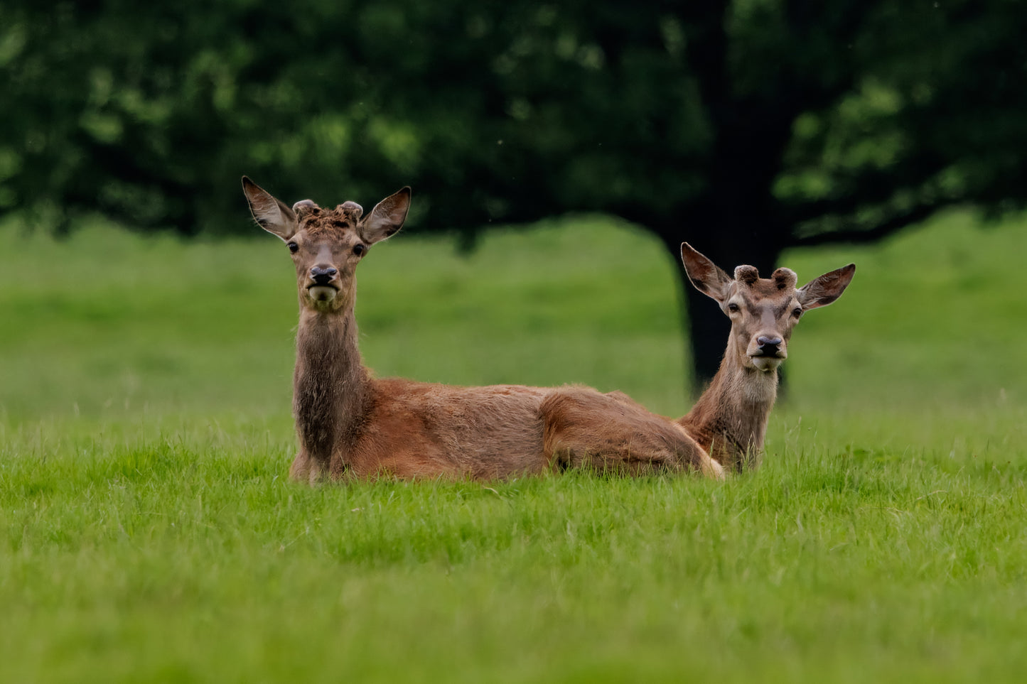 British Wildlife Photo Card Pack