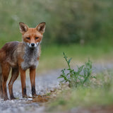 British Wildlife Photo Card Pack