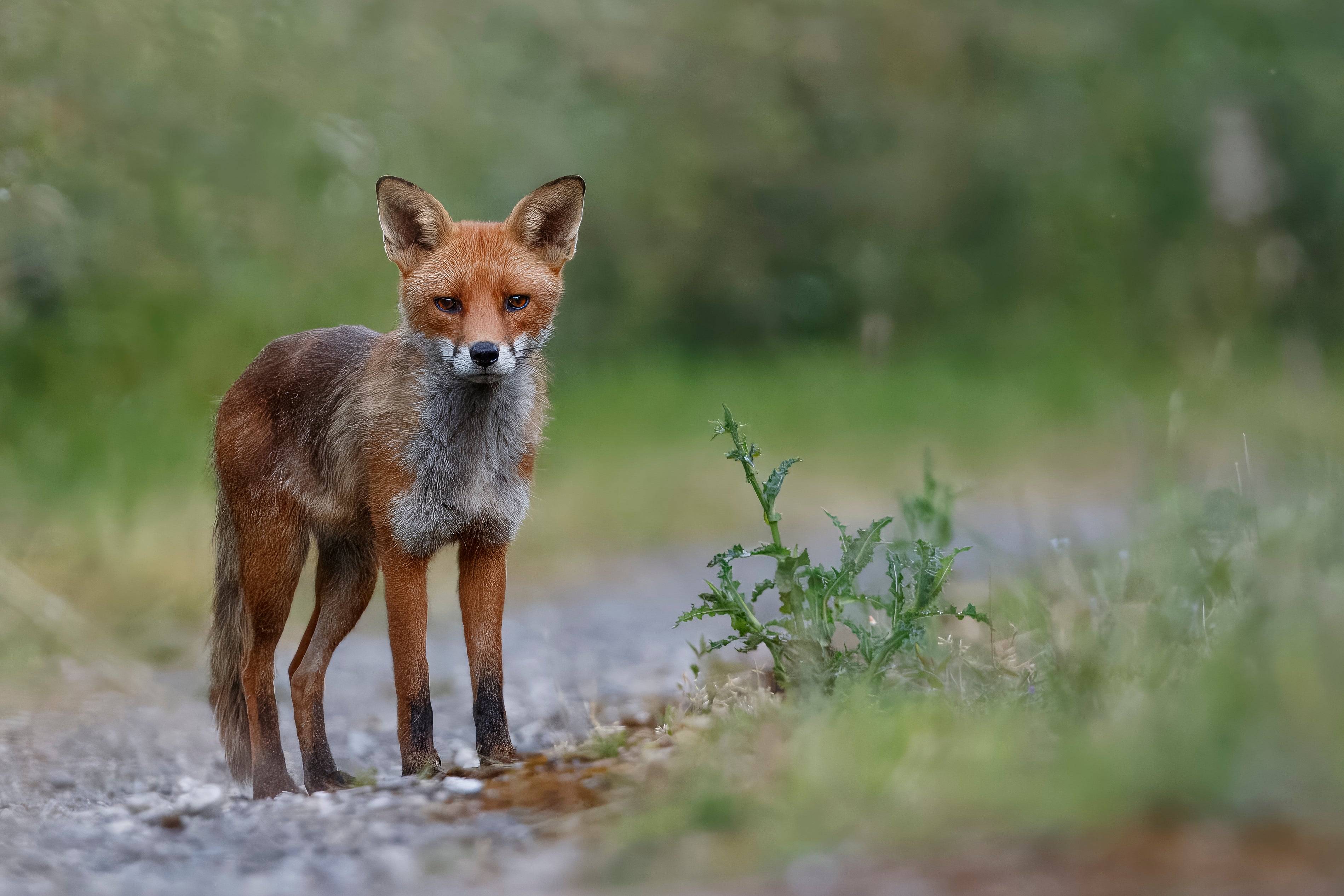 British Wildlife Photo Card Pack
