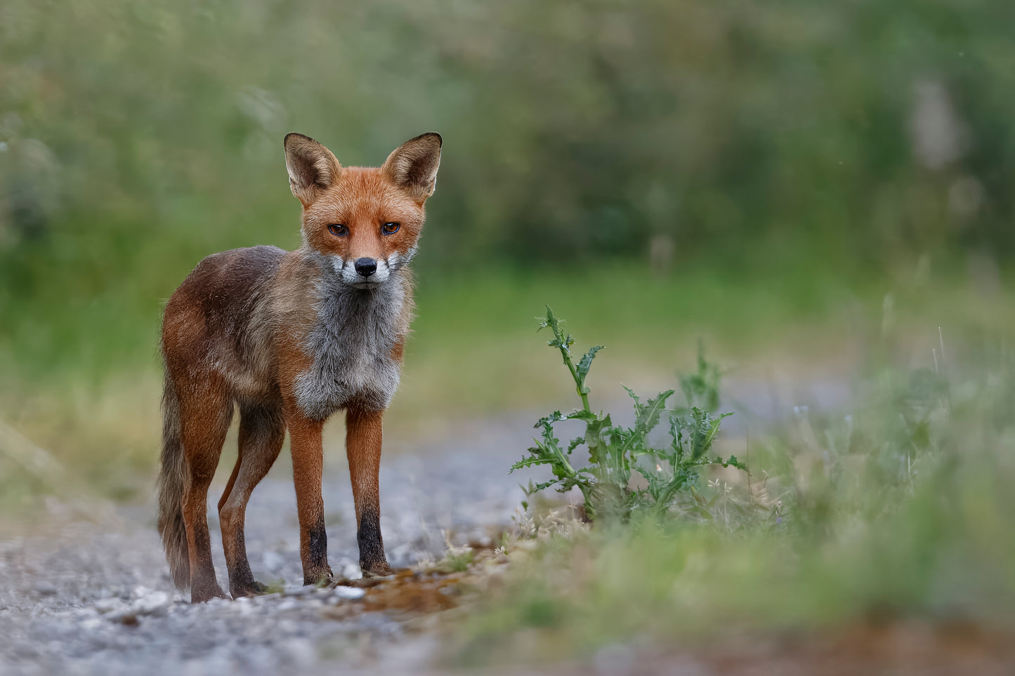 British Wildlife Photo Card Pack