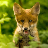 British Wildlife Photo Card Pack