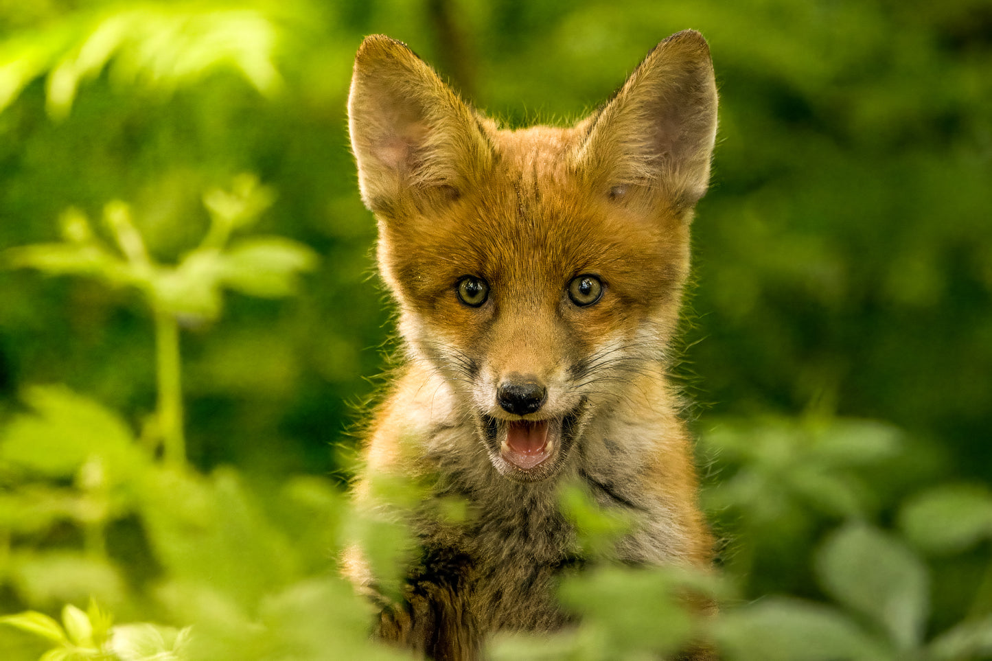 British Wildlife Photo Card Pack