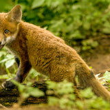 British Wildlife Photo Card Pack