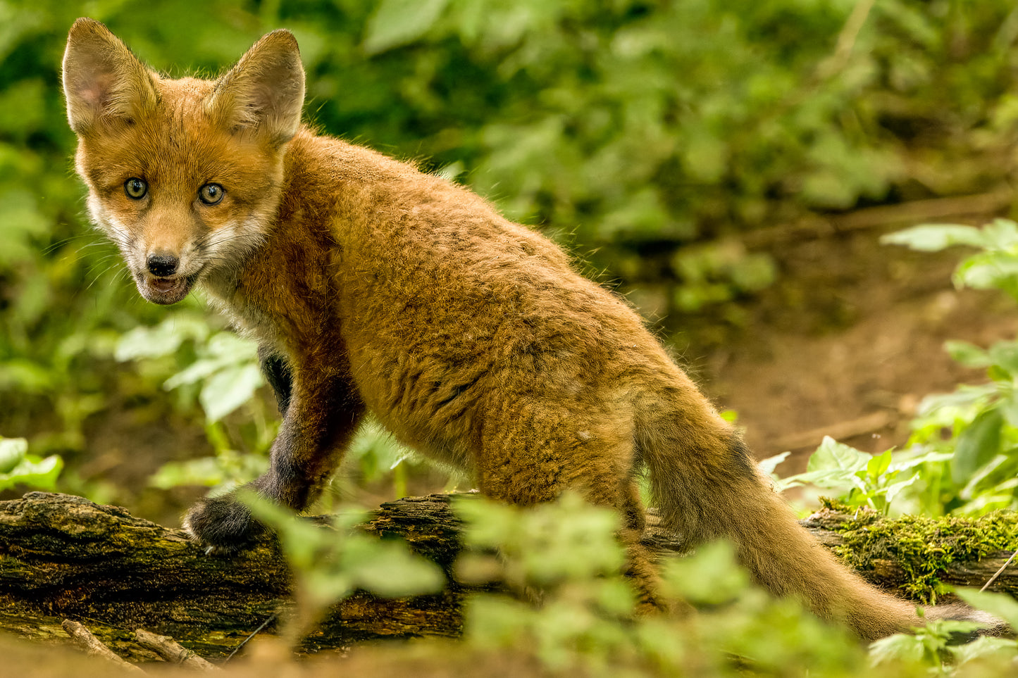 British Wildlife Photo Card Pack