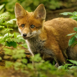 British Wildlife Photo Card Pack