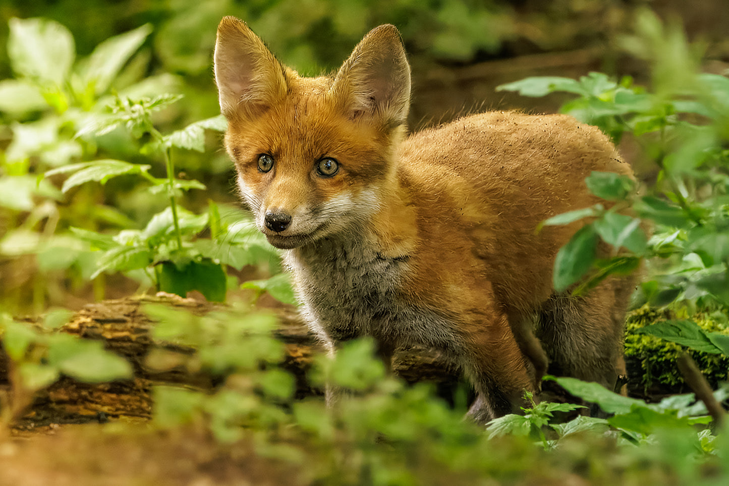 British Wildlife Photo Card Pack