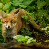 British Wildlife Photo Card Pack