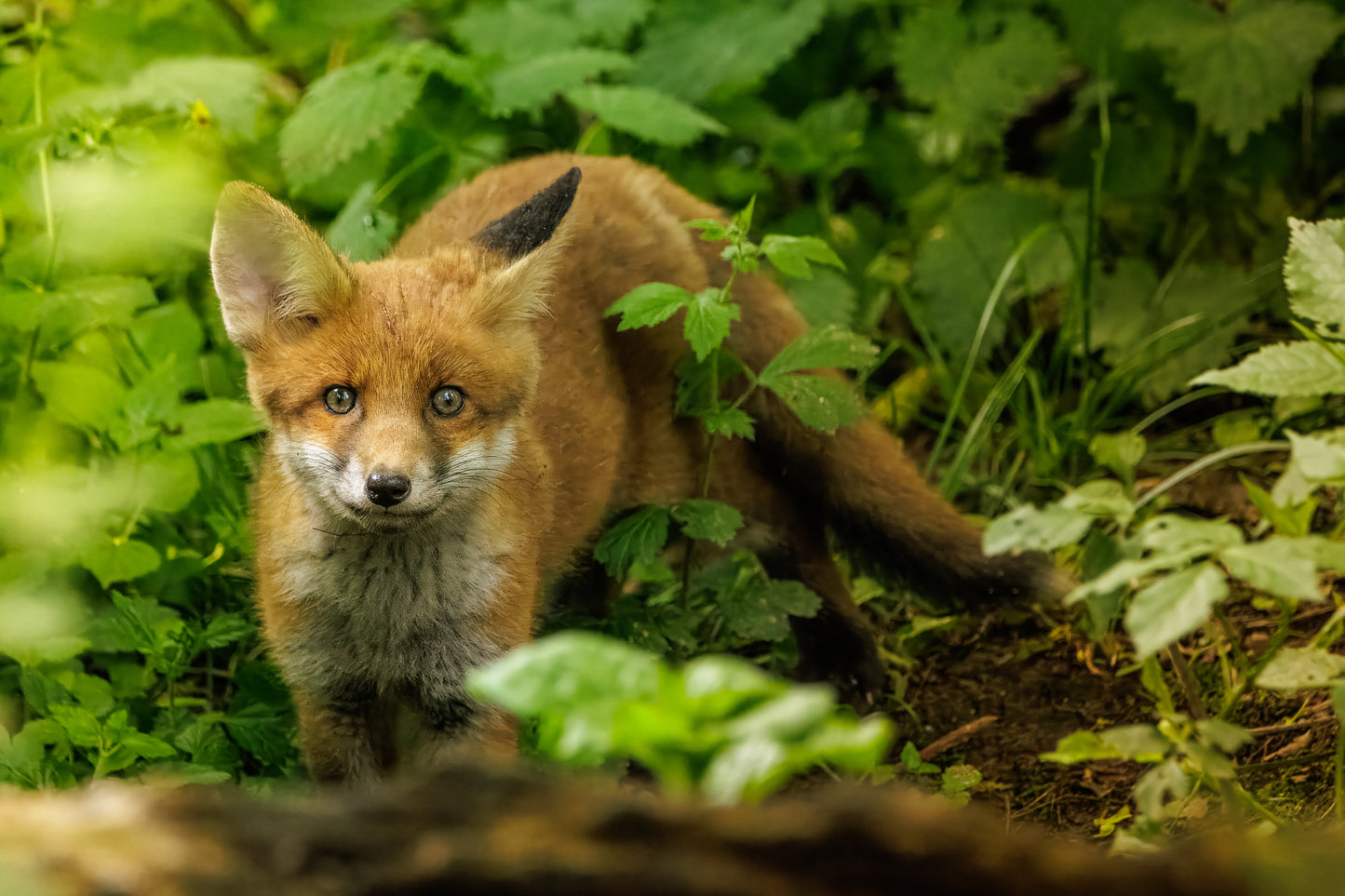 British Wildlife Photo Card Pack