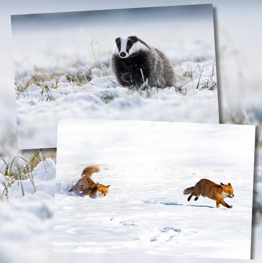 Wildlife Xmas Card Pack (10 cards)