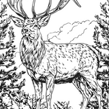 Wildlife Colour-in Poster Set (Pack of 5)