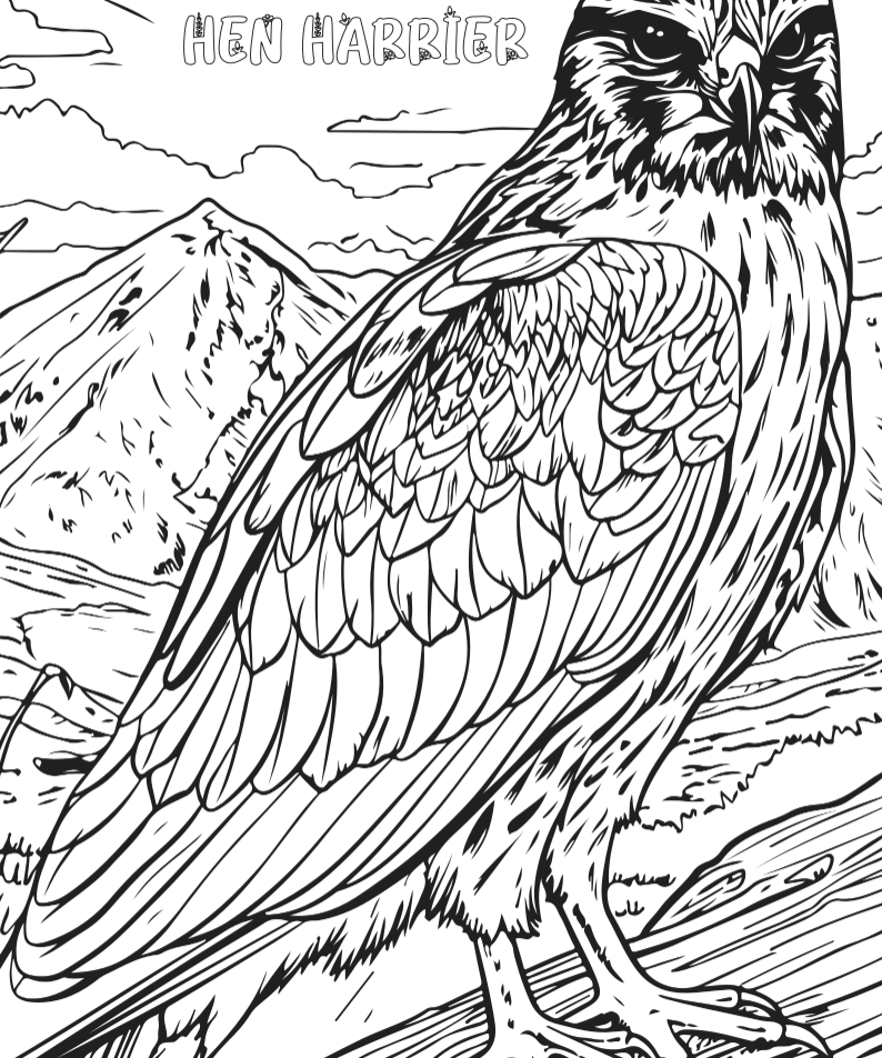 Wildlife Colour-in Poster Set (Pack of 5)