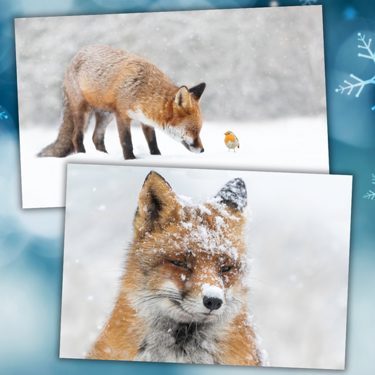 Fox Xmas Card Pack (10 cards)