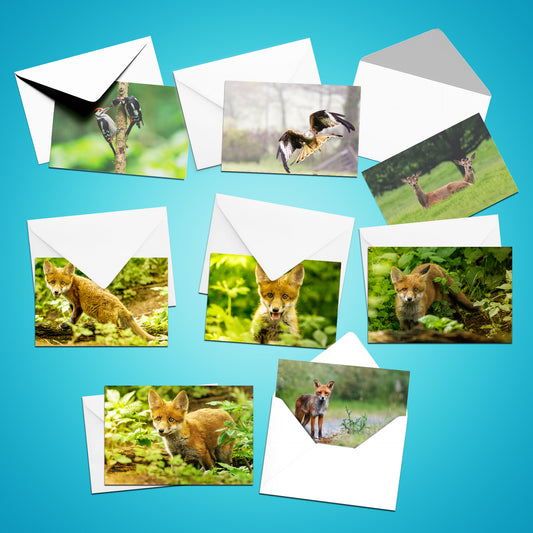 British Wildlife Photo Card Pack