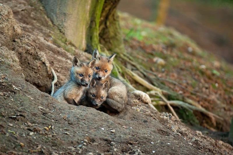 Fox cubs emerging from their den.