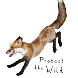 Protect the Wild Car  Sticker