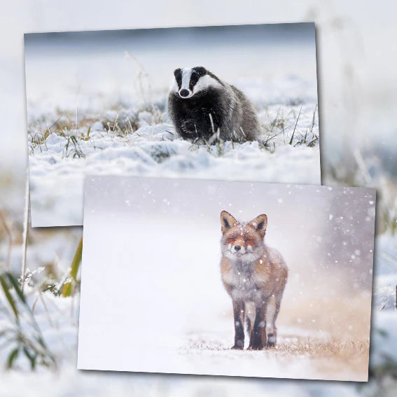 Wildlife Christmas Card Pack